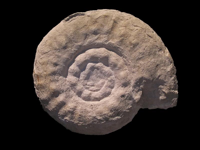 Ammoniten_10