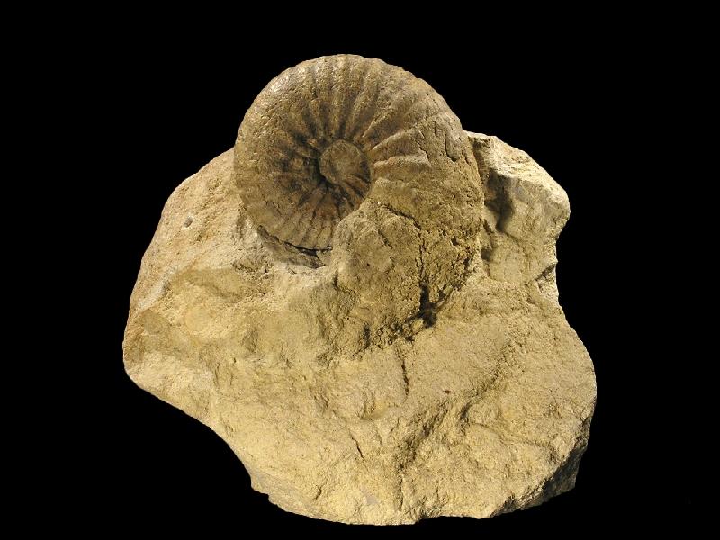 Ammoniten_13