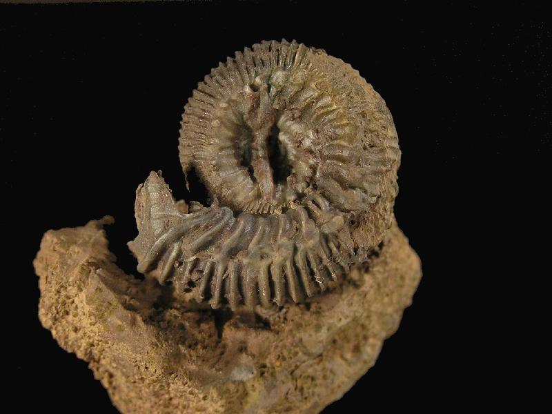 Ammoniten_1