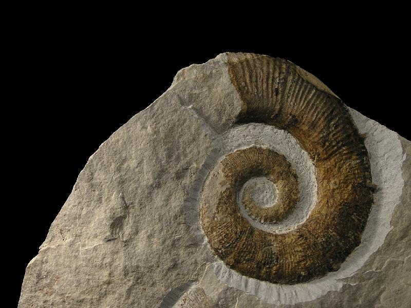 Ammoniten_29