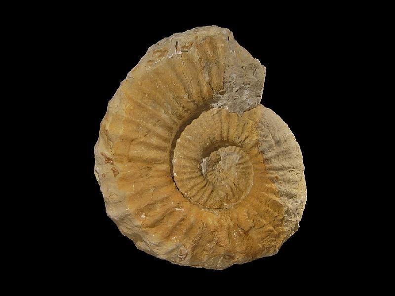 Ammoniten_31