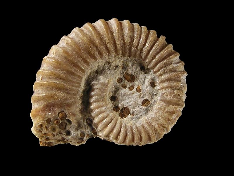 Ammoniten_4