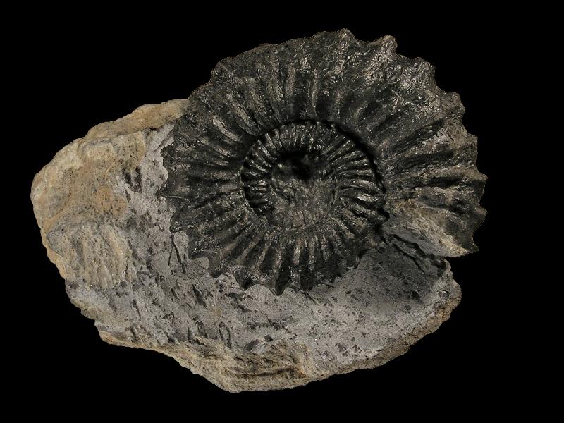 Ammoniten_6