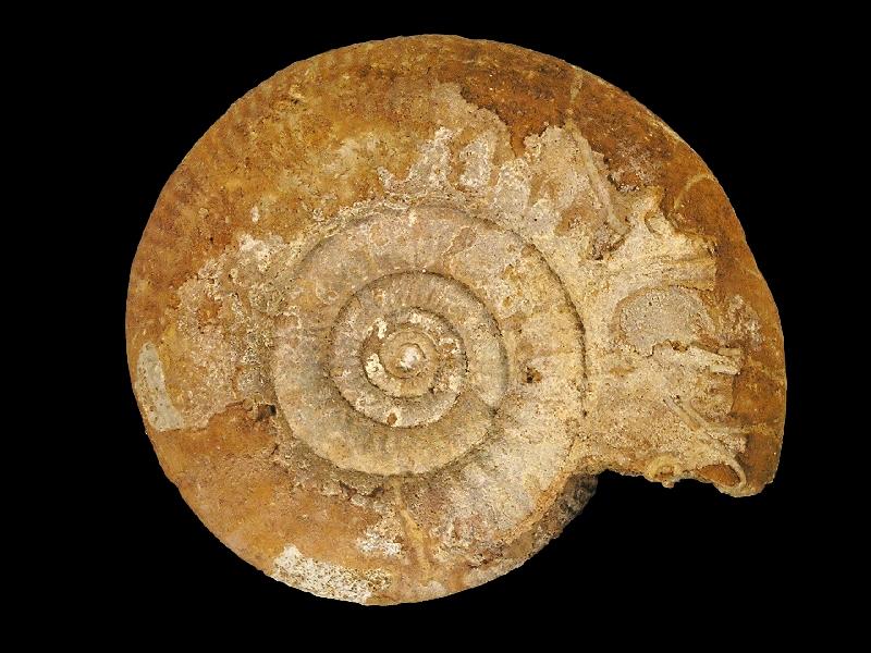 Ammoniten_8