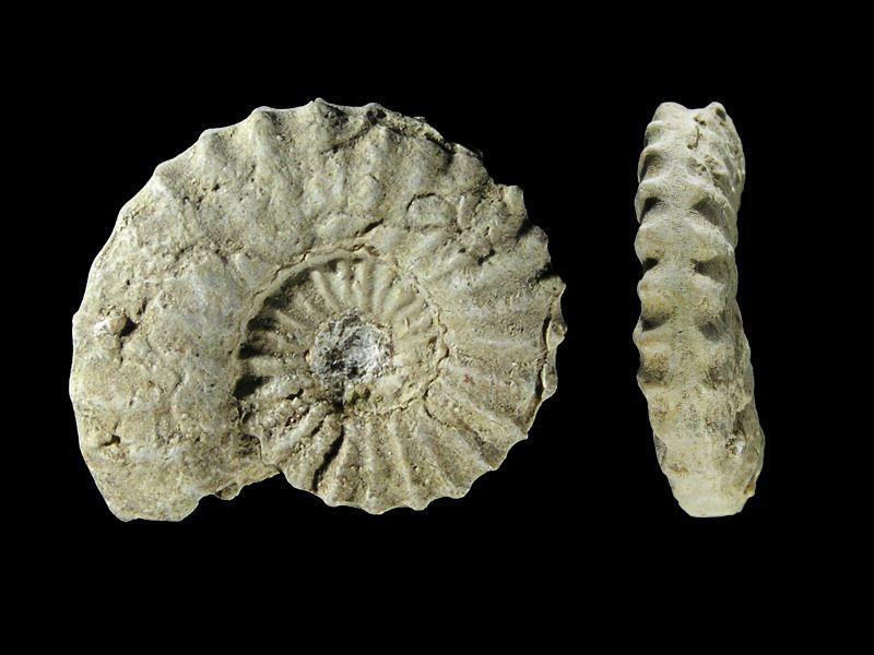 Malm Ammoniten_34