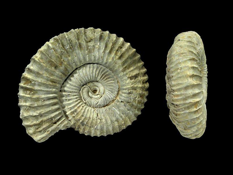 Malm Ammoniten_42