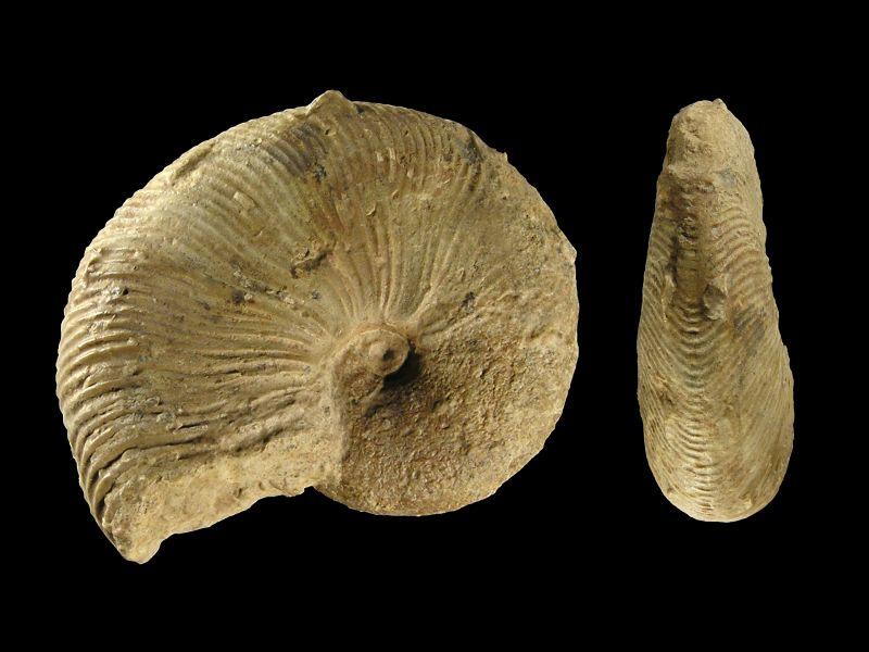 Malm Ammoniten_44