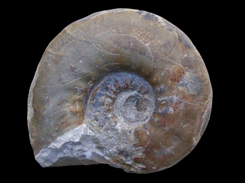Malm Ammoniten_4