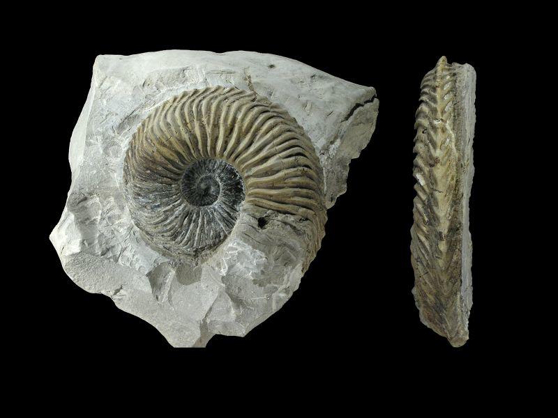 Malm Ammoniten_59