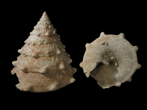 Tectus dentatus Duo 78mm